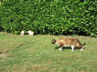 Chickens and cat in garden