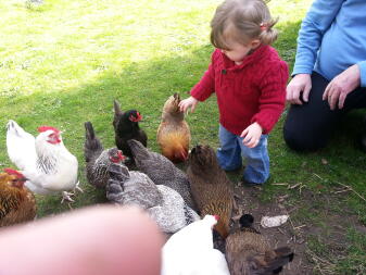 a young girl playing with lots of chickens in a garden