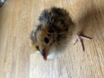 1 week old quail walking on it's own.