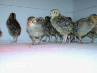 Coturnix quail chicks