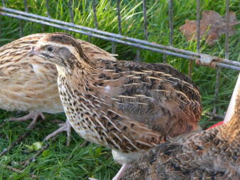 a small brown quail in an animal run