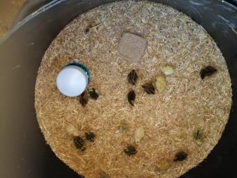 a lot of black and yellow quail chicks in a bedding tray