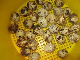 Quail eggs in an incubator.