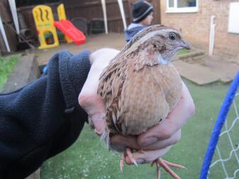 How to hold a quail.