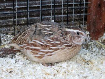 A male brown quail.