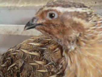 A japanese quail.