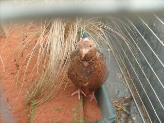 A quail saying hello.