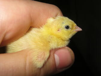 A pretty quail chick.