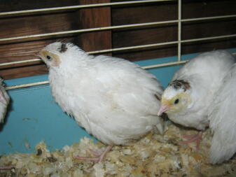 Texas white quail