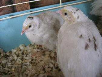 Texas white quail