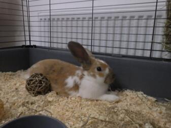 a brown and white bunny rabbit lying in an indoor hutch