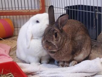 Rabbits talking to each other.