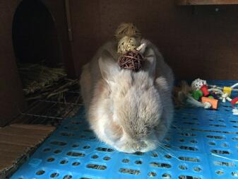 A rabbit just chilling.