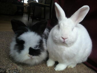 two black and white fluffy bunny rabbits