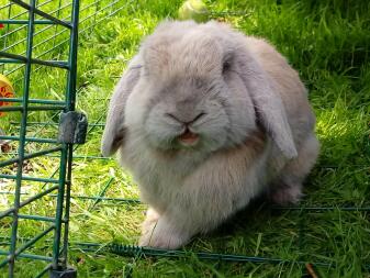 a light grey mini lop bunny rabbit in an animal run