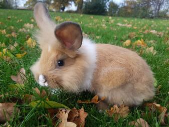 A bunnie laying on grass