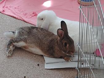 Two rabbits relaxing on a sunday.