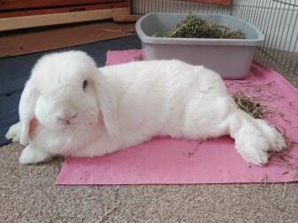 A rabbit relaxing in my home.