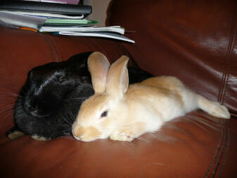 Two Cute Rabbits laying next to each other