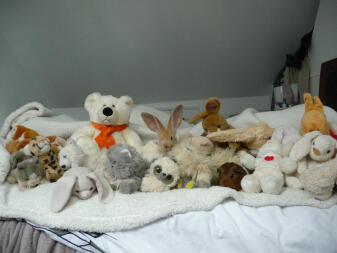 Spot the rabbit in the teddy bears