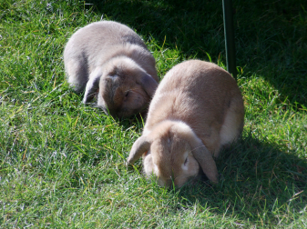 Two rabbits in the garden eating grass