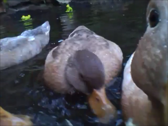 Close up of ducks