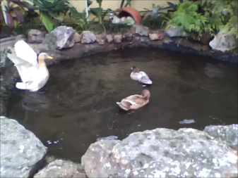 Three ducks in pond
