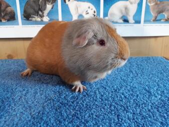 Guinea Pig on towel