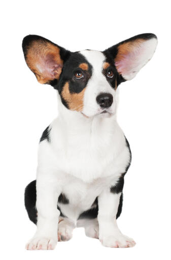 A beautiful, little Cardigan Welsh Corgi puppy, sitting very neatly