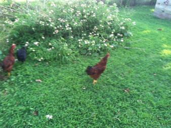 Rhode Island Red Rooster For sale or trade for hen