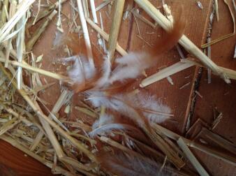 My little warren is sending feathers everywhere! on her moult