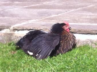 Sunbathing is a chicken thing too!