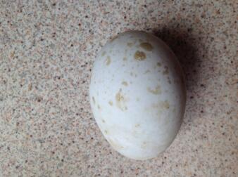 a speckled white duck egg