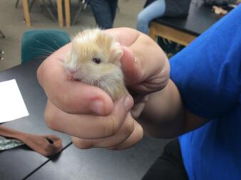 a small baby gerbil called penny being held by its owner