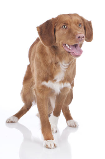 a beautiful Nova Scotia Duck tolling retriever looking inquisitive