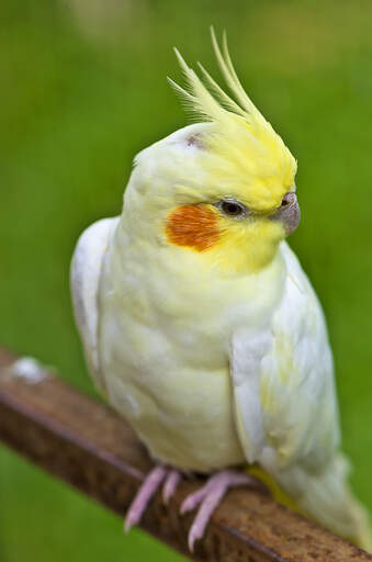 A close up of a Cockatiel's wonderful yellow head feathers