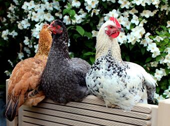 A set of pretty chickens perching on a garden bench.