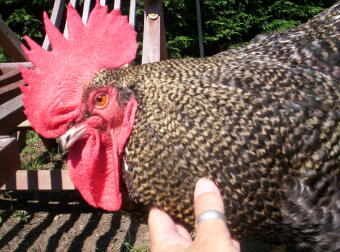 An orpington chicken being pet