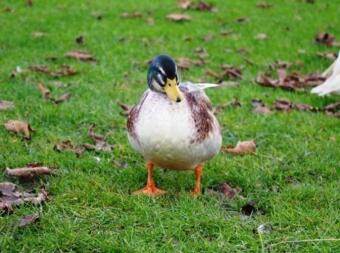 A minature silver appleyard duck free ranging.