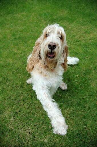 A happy Basset Griffon vendeen grand lying on the grass