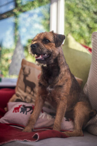 A beautiful, little Border Terrier sitting quietly on the sofa