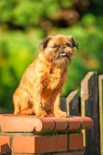 Red store brussels griffon