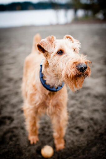 White top irish terrier