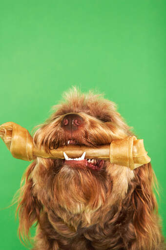 A lucky Otterhound with a treat between his jaws