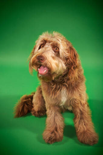 An adult Otterhound sitting, waiting for some attention from its owner