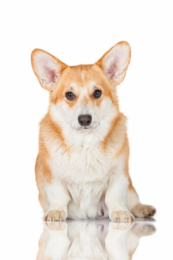 A beautiful young Pembroke Welsh Corgi with a healthy, soft coat