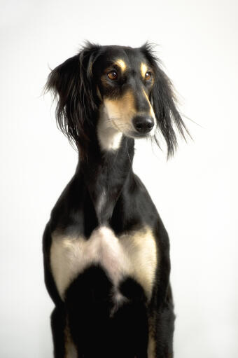 Saluki husky mix on sale