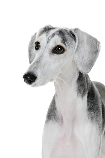 A close up of a Saluki's short, soft coat and floppy ears