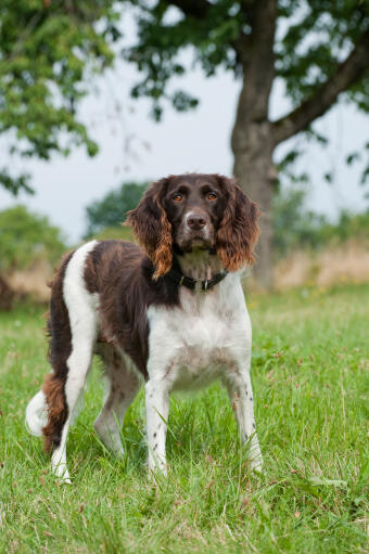 Small Munsterlander Dogs Dog Breeds