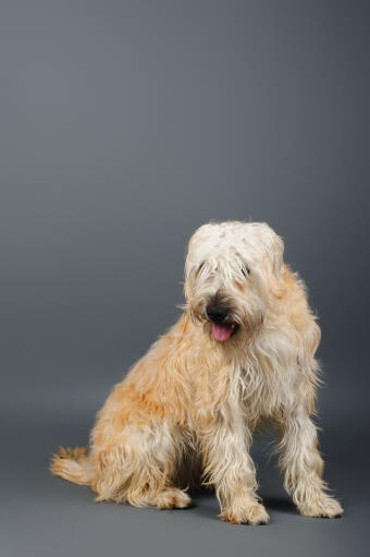 A Soft Coated Wheaten Terrier's incredible, thick, long coat